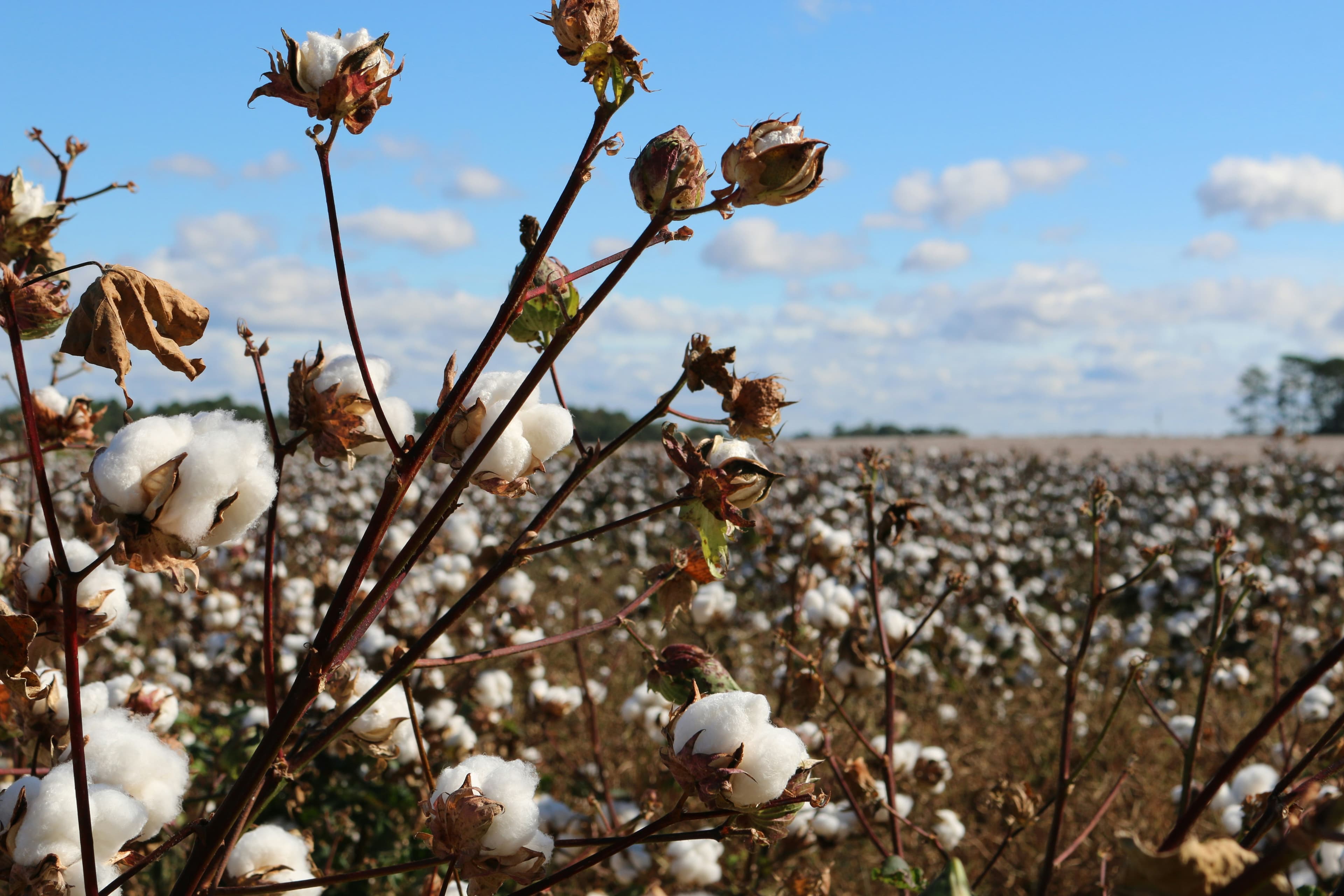 Un champ de coton, image de Trisha Downing