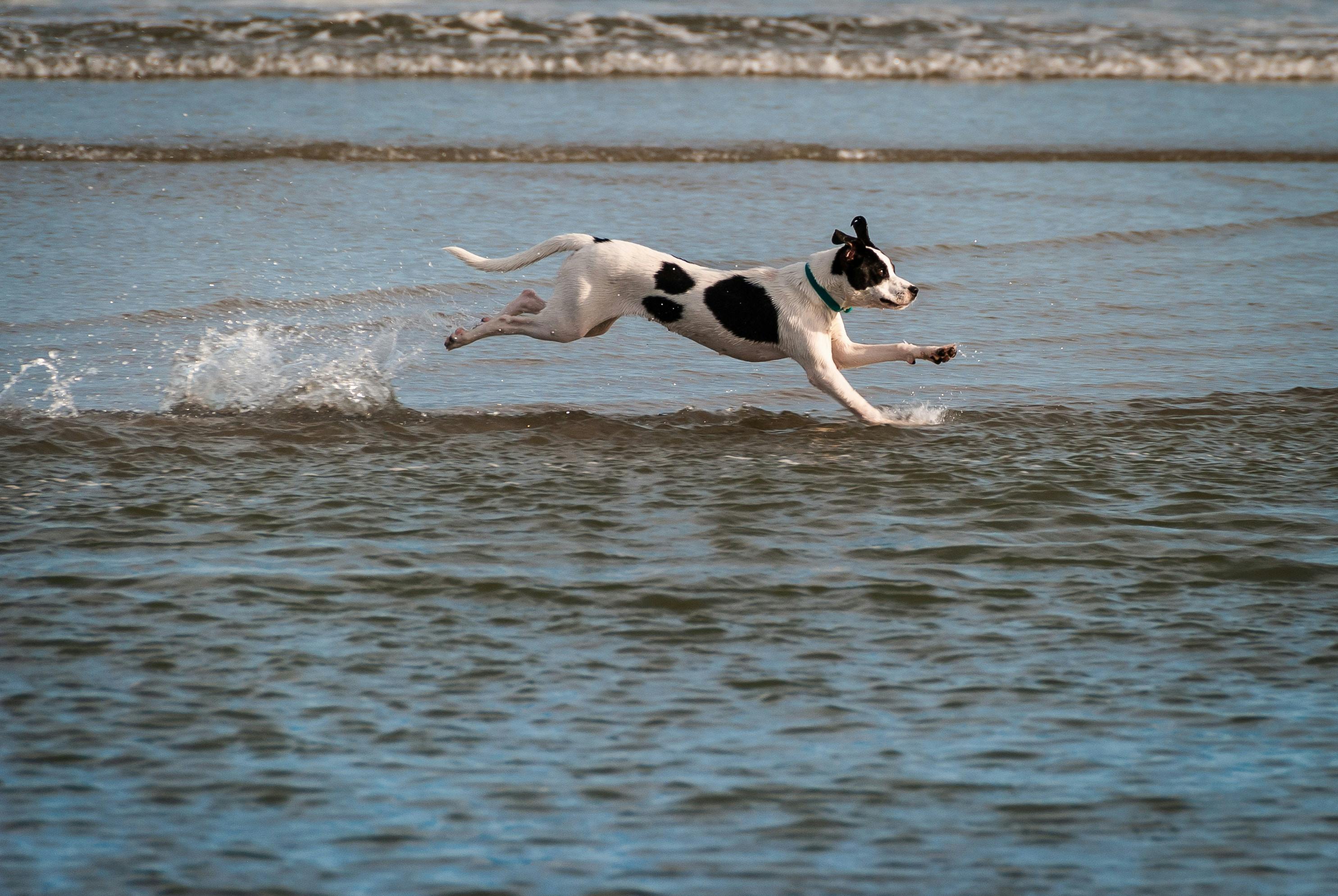 Un chien court dans l'eau, heureux, par Matt Benson